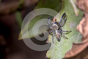 Male Thyene imperialis jumping spider walks on a green leaf looking for preys. photo