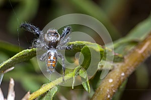 Male Thyene imperialis jumping spider walks on a plant looking for preys. photo