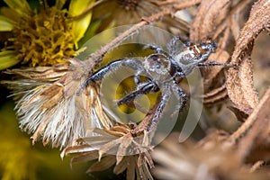 Male Thyene imperialis jumping spider walks on a plant looking for preys. photo