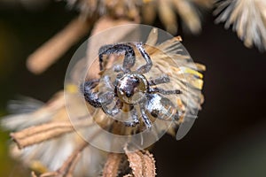 Male Thyene imperialis jumping spider walks on a plant looking for preys. photo