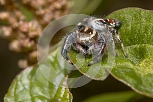 Male Thyene imperialis jumping spider walks on a plant looking for preys. photo