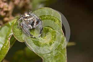 Male Thyene imperialis jumping spider walks on a plant looking for preys. photo