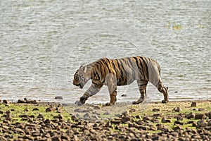 Male Tiger on the banks of Tadoba Lake at Tadoba Tiger reserve Maharashtra,India