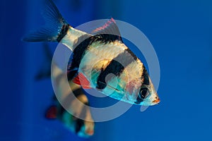 Male of tiger barb, Puntigrus tetrazona, popular and easy to keep ornamental tropical cyprinid fish from Sumatra