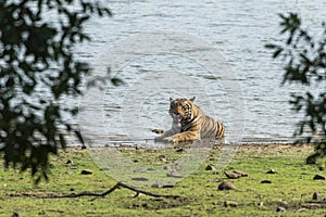 Male Tiger cooling off in Tadoba Lake at Tadoba Tiger reserve Maharashtra,India