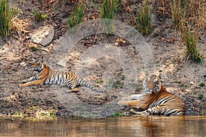 Male tiger with a cub resting in Kanha National Park in India