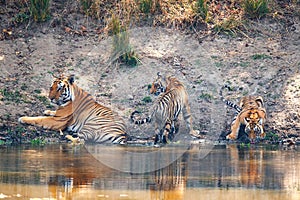 Male tiger with cubs resting in Kanha National Park in India