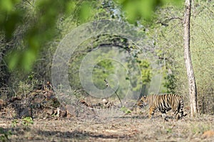 Male Tiger in Fire line  at Tadoba Tiger reserve Maharashtra,India