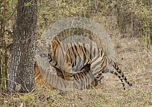 Male tiger Gabbar and Female Tigress Maya in Mating  at Tadoba Andhari Tiger Reserve,Maharashtra,India