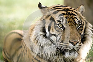 Male tiger head portrait