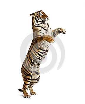 Male tiger on hind legs, big cat, isolated