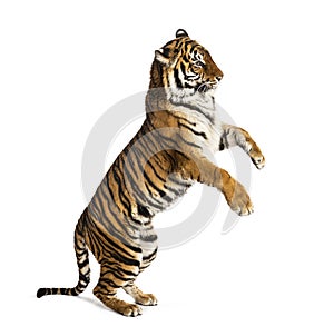 Male tiger on hind legs, big cat, isolated on white