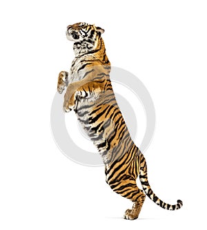 Male tiger jumping, big cat, isolated