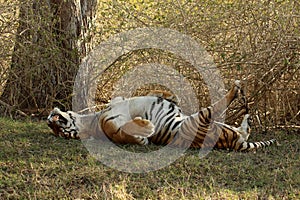 Male tiger, Panthera Tigris, Bandipur National Park, Karnataka, India