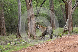 Male tiger sniffing the tree bark at Tadoba Tiger reserve Maharashtra,India