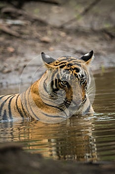 A male tiger stare from water at Ranthambore National Park