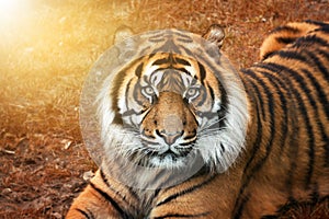 Male tiger at sunset from the portrait with intense eyes