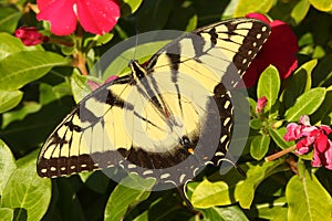 Male Tiger Swallowtail papilio glaucas