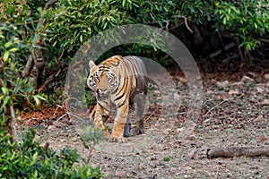 Male tiger walking in Tadoba NP