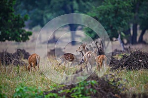 A male tigerA barasingha in kanha meadows, Kanha Tiger Reseve, India cub on a stroll in evening light at Ranthambore National Park