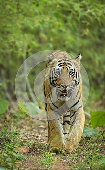 Male tiher walking headon at Tadoba Andhari Tiger Reserve