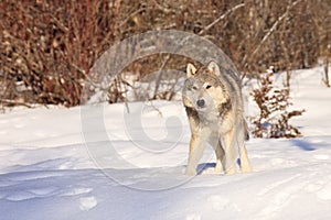 Male timber wolf