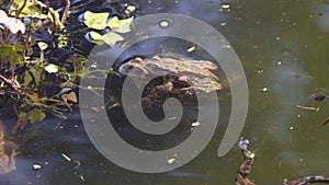 A male toad sits on a female toad waiting for the eggs to be released to fertilize with his sperm