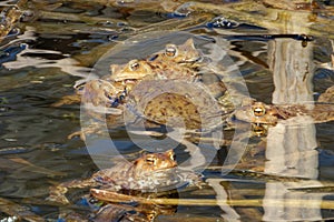 The male toads mount the females' backs, grasping them with their fore limbs.