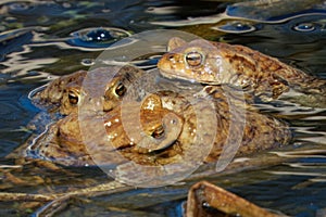 The male toads mount the females' backs, grasping them with their fore limbs.