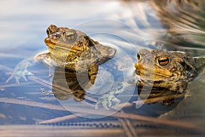 Male toads in water, Bufo bufo