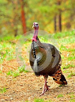 Male Tom Turkey, Bitterroot Mountains, Montana.