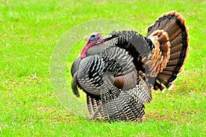 Male Tom Turkey, Bitterroot Mountains, Montana. photo