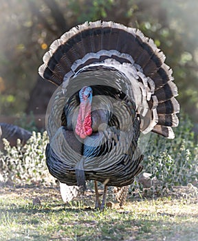 Male Tom turkey with full plumage