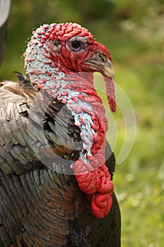 Male Tom Turkey Head