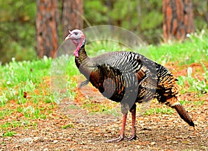 Male Tom Turkey, Montana