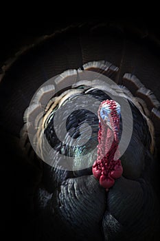 Male Tom Turkey Peers From The Shadows In This Dark But Very Colorful Portrait