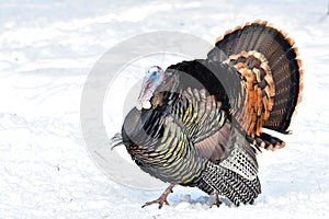 Male Tom Turkey, Westen Montana.