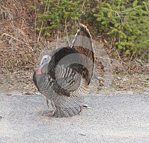 Male tom wild turkey meleagris gallopavo displaying mating feathers