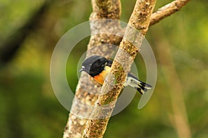 Male tomtit, South Island subspecies, native New Zealand bird sitting in tree on Bluff Hill