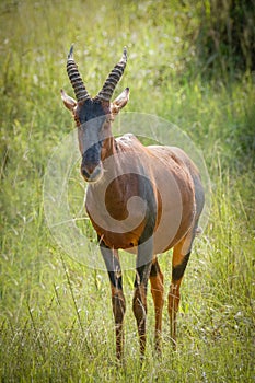 Male Topi Damaliscus lunatus looking alert, Lake Mburo National Park, Uganda