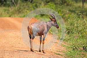 Male Topi Damaliscus lunatus on the road, Lake Mburo National Park, Uganda