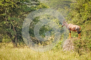 Male Topi Damaliscus lunatus standing on a hill, Lake Mburo National Park, Uganda