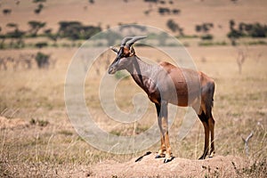 Male topi standing in savannah on mound