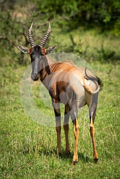 Male topi stands in grass looking back
