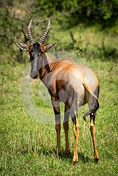 Male topi stands in grass looking round