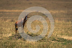 Male topi stands on grassy termite mound