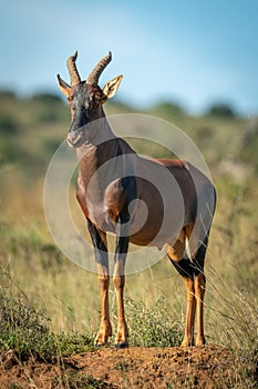 Male topi stands on mound displaying himself