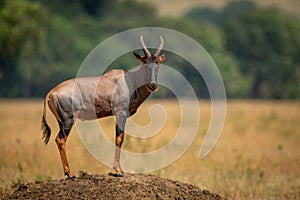 Male topi stands on mound eyeing camera