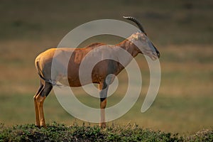 Male topi stands in profile on mound