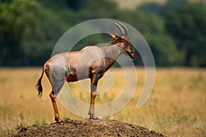 Male topi stands on sunlit termite mound